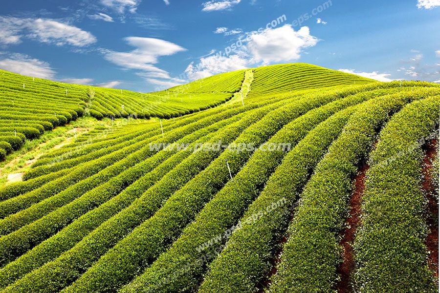 عکس با کیفیت زمین های کاشته شده چای با آسمان آبی