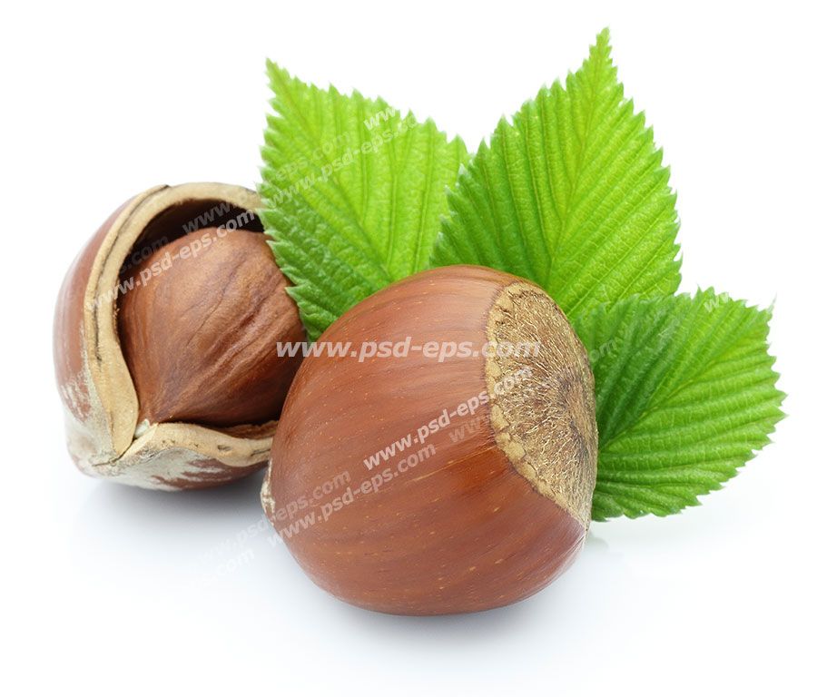 عکس با کیفیت دو عدد فندق با پوست به همراه برگ آن با زمینه سفید