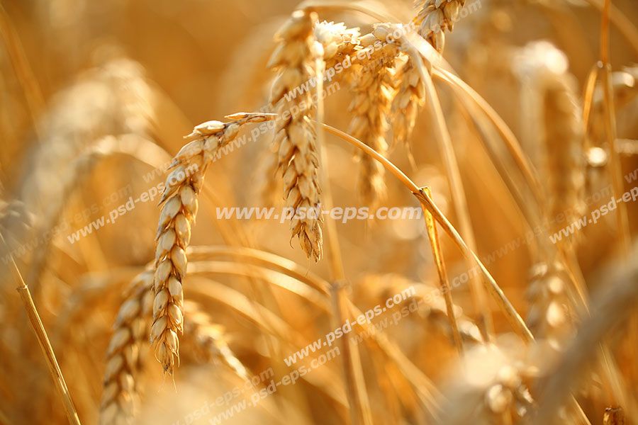 عکس با کیفیت خوشه های طلایی گندم رقصان در وزش باد