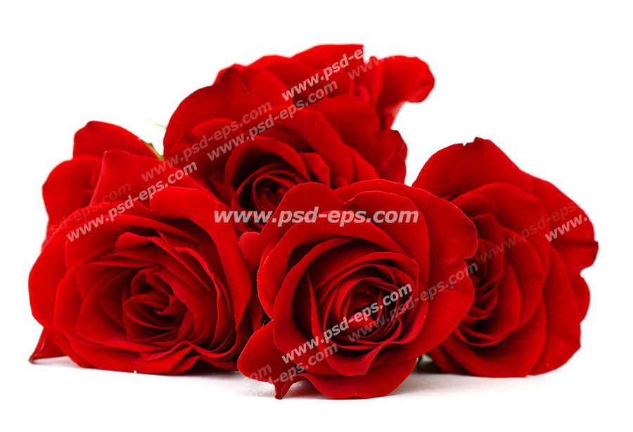 عکس با کیفیت گل های رز قرمز رنگ بر روی زمینه سفید