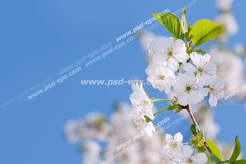 عکس با کیفیت آسمان مجازی یا سقف کاذب با طرح شکوفه های سفید درخت سیب با برگ ب روی زمینه آسمان آبی