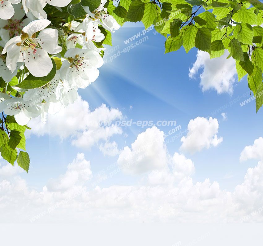عکس با کیفیت آسمان مجازی یا طرح زیبا برای تایل سقف کاذب آسمان آبی با ابرهای پنبه ای سفید با شاخه ای درخت با شکوفه های سفید