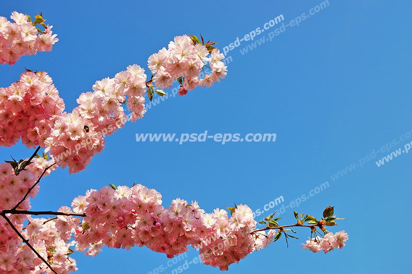 عکس با کیفیت آسمان مجازی یا طرح زیبا برای تایل سقف کاذب طرح شاخه های مملو از شکوفه های زیبای صورتی درخت هلو و زمینه آسمان آبی پهناور