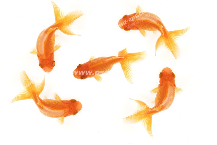 عکس با کیفیت چند ماهی قرمز در کنار هم مناسب تیلیغات عید نوروز یا فصل بهار