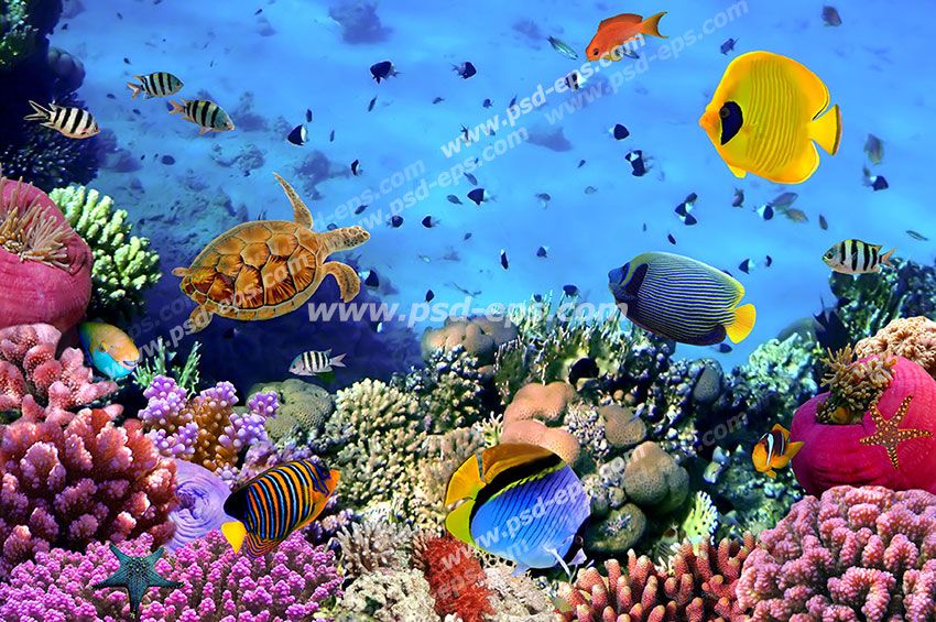 عکس با کیفیت ماهی های کوچک و بچه لاک پشت در اعماق دریا با مرجان های مغزی و قیطانی مناسب آسمان مجازی آکواریوم
