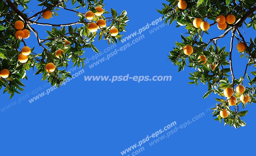 عکس با کیفیت شاخه های درخت پرتقال با میوه های رسیده در میان آسمان آبی مناسب برای سقف کاذب یا آسمان مجازی