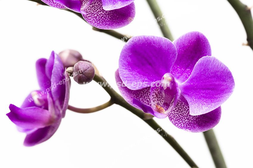 عکس با کیفیت تبلیغاتی شکوفه های بنفش روی شاخه
