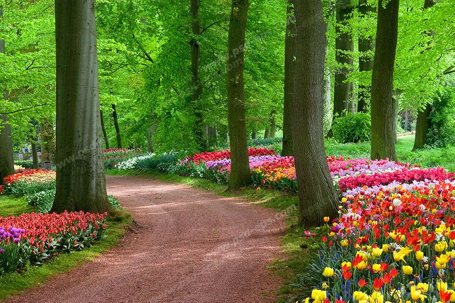عکس با کیفیت تبلیغاتی منظره پارک جنگلی زیبا با گل های رنگارنگ