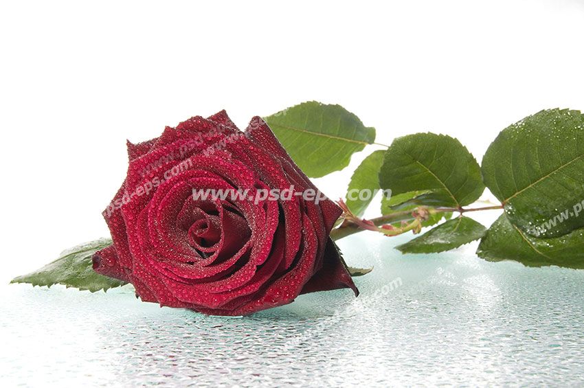 عکس با کیفیت تبلیغاتی یک شاخه گل رز