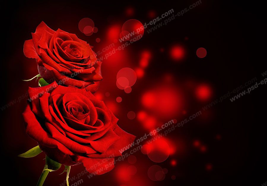 عکس با کیفیت تبلیغاتی دو گل رز با پس زمینه مشکی